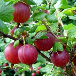 Produzione e vendita Ribes Grossularia | vivailazzaro.sbs