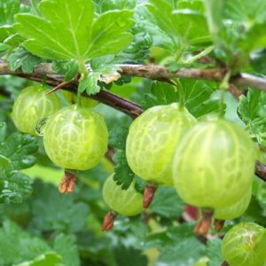 Arbusto da frutto Uva Spina Bianca | vivailazzaro.sbs