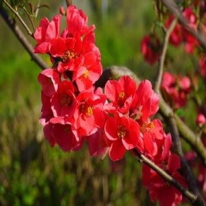 Arbusto da fiore Cydonia Japonica | vivailazzaro.sbs