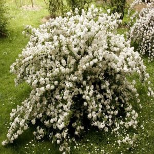 Arbusto da fiore Deutzia | vivailazzaro.sbs