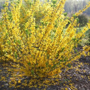 Arbusto da fiore Forsythia | vivailazzaro.sbs