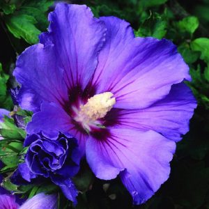 Arbusto a portamento assurgente Hibiscus syriacus blu | vivailazzaro.sbs