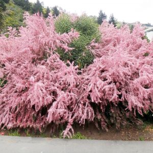 Arbusto da fiore Tamarix | vivailazzaro.sbs