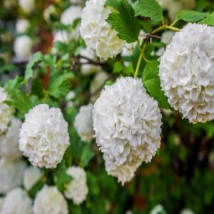 Arbusto da fiore Viburnum Opulus | vivailazzaro.sbs