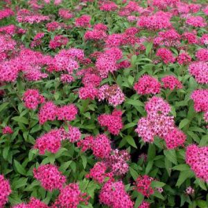 Arbusto a foglia caduca Spirea bumalda | vivailazzaro.sbs