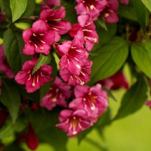 Arbusto da fiore Wegelia bristol ruby | vivailazzaro.sbs
