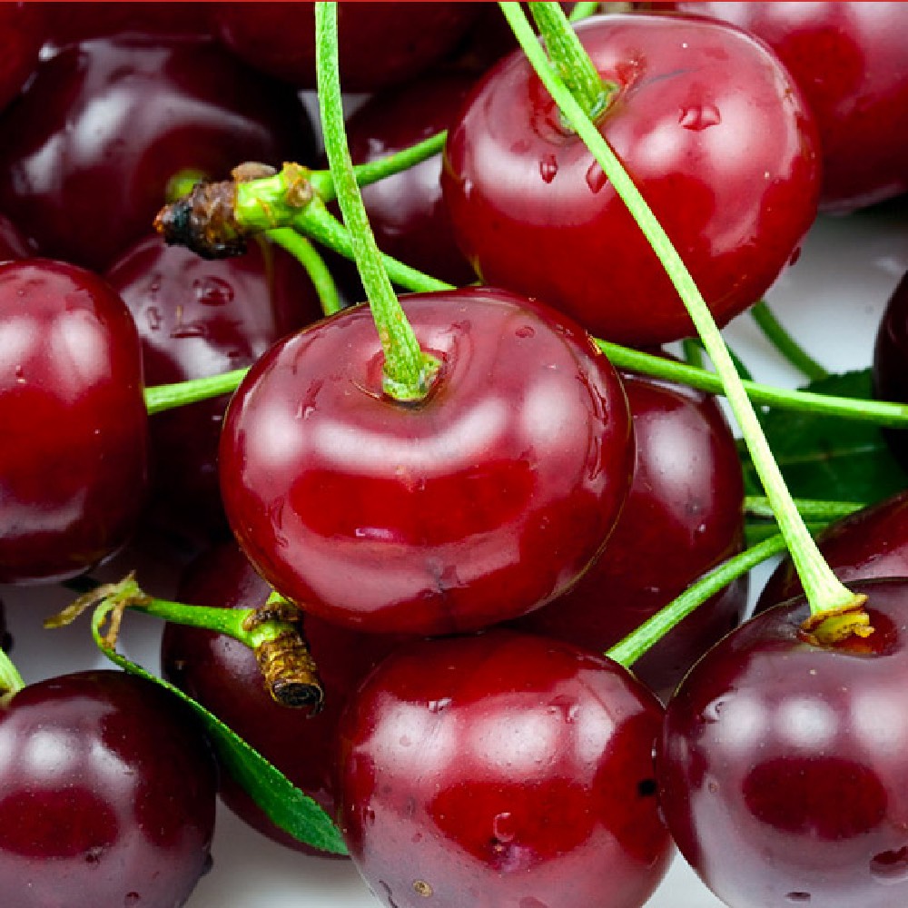 Ciliegio Grossa di Pistoia produce frutti molto croccanti di succosità medio-elevata | vivailazzaro.sbs