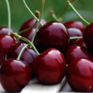 Ciliegio Stella è una pianta che produce frutti di grossa pezzatura | vivailazzaro.sbs