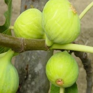 Fico Dottato Bianco è una cultivar di fico molto pregiata | vivailazzaro.sbs