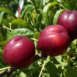 La Nettarina nana produce grossi e buccia di colore rosso scuro | vivailazzaro.sbs