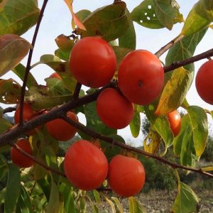 Caco tipo è un albero di vigoria media elevata ed abbastanza produttivo | vivailazzaro.sbs