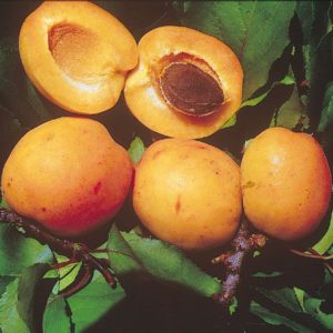Reale d’Imola presenta frutti cuoriformi di calibro medio – grosso | vivailazzaro.sbs