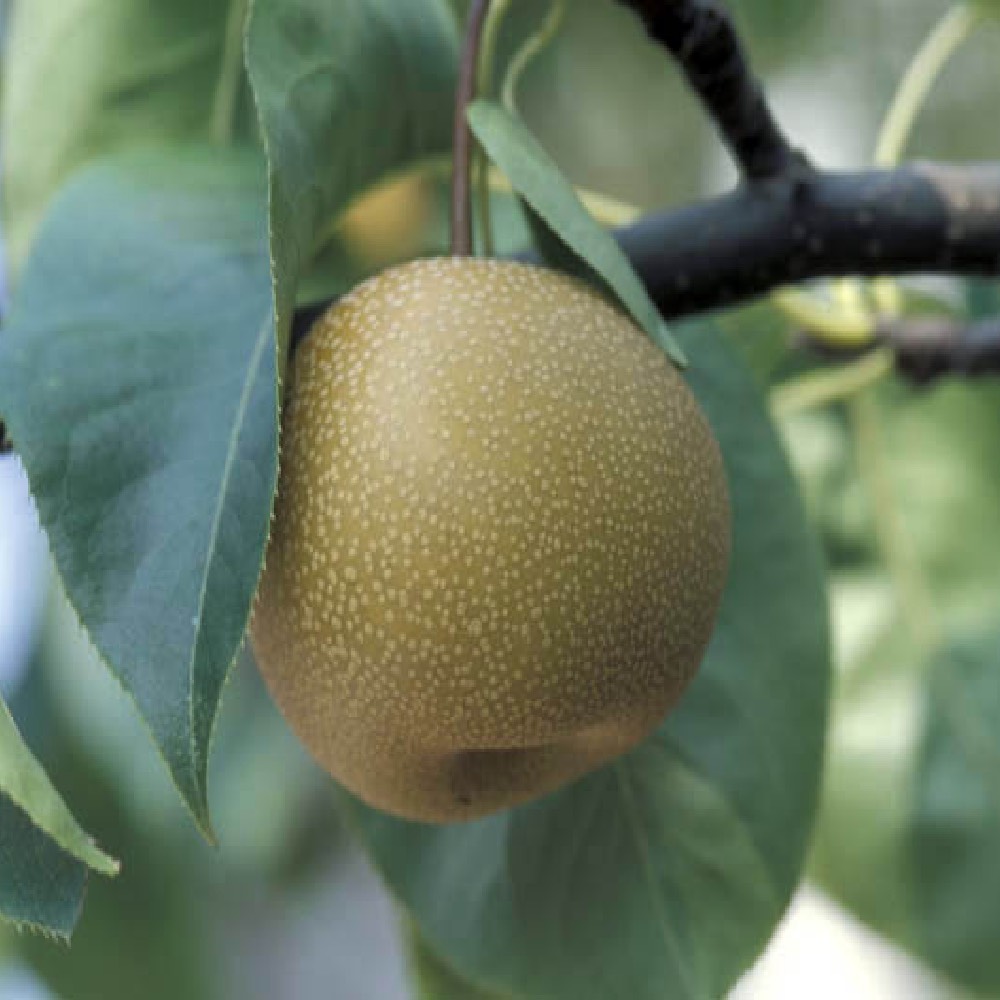 Nashi Housui è una albero vigoroso a portamento espanso, molto produttivo | vivailazzaro.sbs