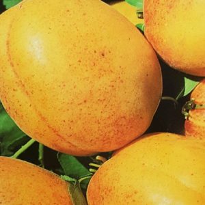 L’Albicocco Bulida è un albero che produce frutti grossi di forma sferica | vivailazzaro.sbs