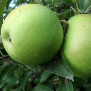 Melo Granny Smith è un albero la cui entrata in produzione è abbastanza rapida | vivailazzaro.sbs
