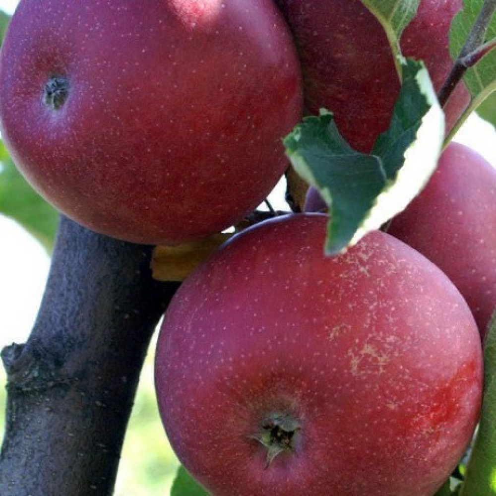 Melo Stayman Red produce frutti di ottime caratteristiche gustative | vivailazzaro.sbs