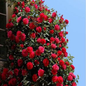New York rosa rampicante con fiori dalle tonalità intense | vivailazzaro.sbs
