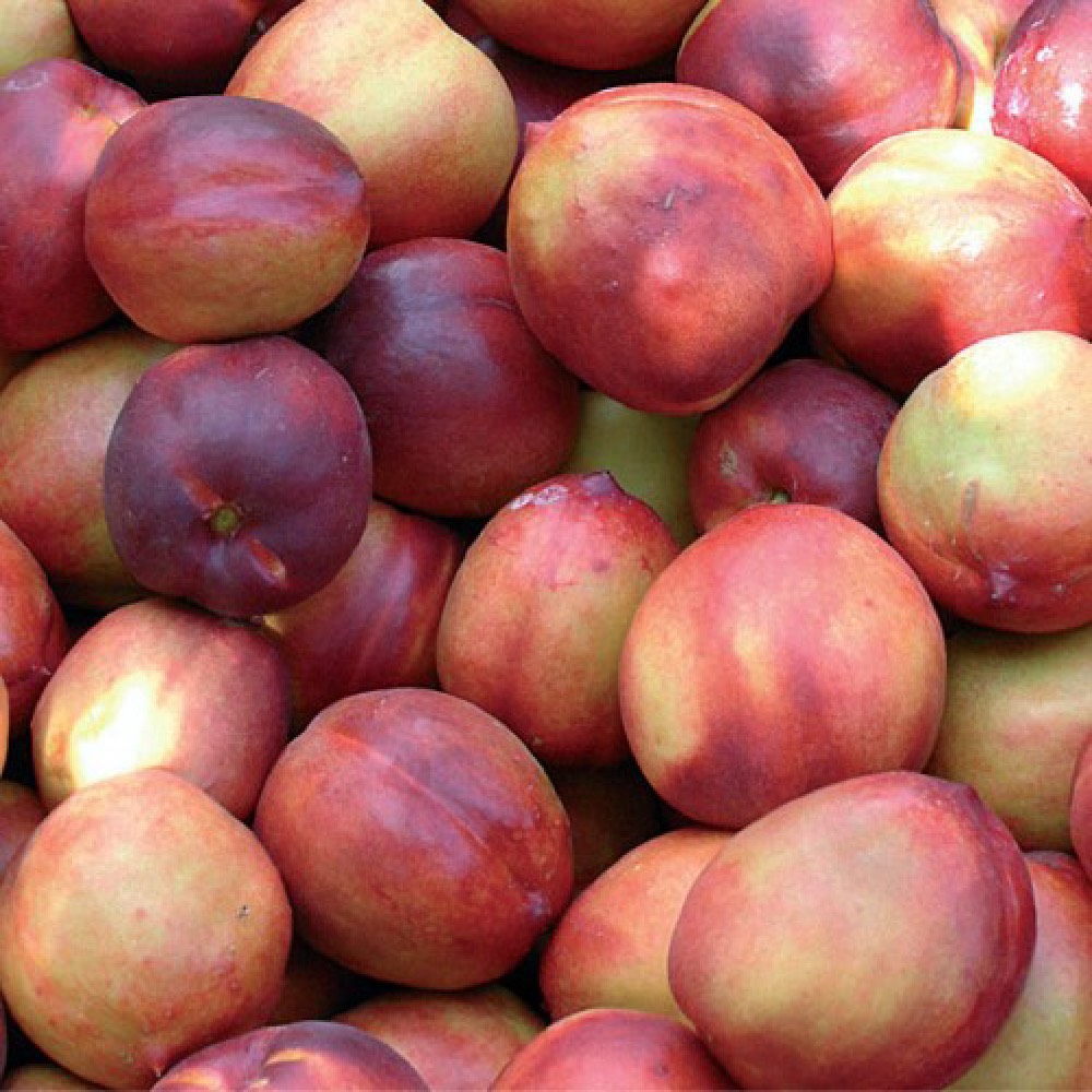 Pesco noce Sweed Red è un albero che produce frutti di grossa pezzatura | vivailazzaro.sbs