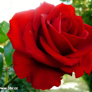 Rosa Jelica di grandi dimensioni