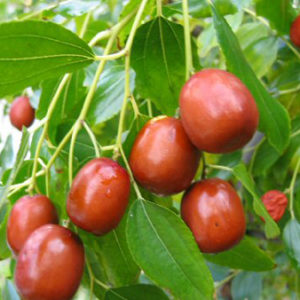 Jujuba lyng