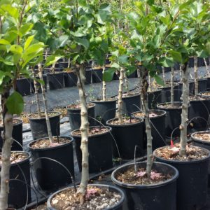 Dwarf apple tree