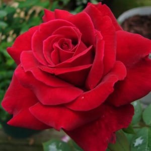 La rosa Mister Lincoln produce un fiore rosso scuro vellutato bellissimo dal profumo delizioso | vivailazzaro.sbs