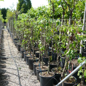 Pear tree