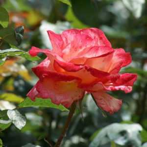 Rosa Regina delle Rose molto profumata con fiori rosso-arancio | vivailazzaro.sbs