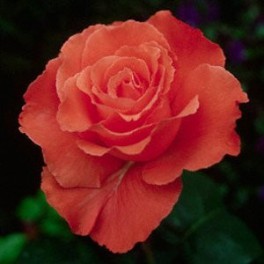 Rosa Duca di Windsor grandiflora rifiorente. Pianta a cespuglio con fiori grandi | vivailazzaro.sbs