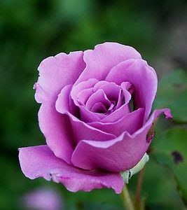 Rosa grandiflora rifiorente Eminence intensamente profumata | vivailazzaro.sbs
