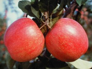 Rubra precoce
