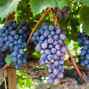 La Vite Apirena Nera produce grappoli grandi senza semi | vivailazzaro.sbs