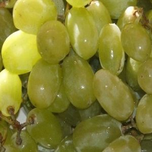 Uva Sultanina produce grappoli medio grandi | vivailazzaro.sbs