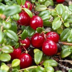 Arbusto da frutta vigoroso Mirtillo Rosso | vivailazzaro.sbs
