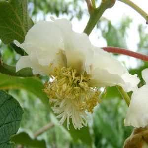 La pianta di Actinidia chinensis “Hayward” Maschio è una varietà impollinatrice e non fruttifica | vivailazzaro.sbs