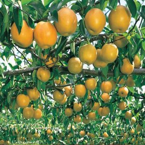 Nashi - Pyrus serotina
